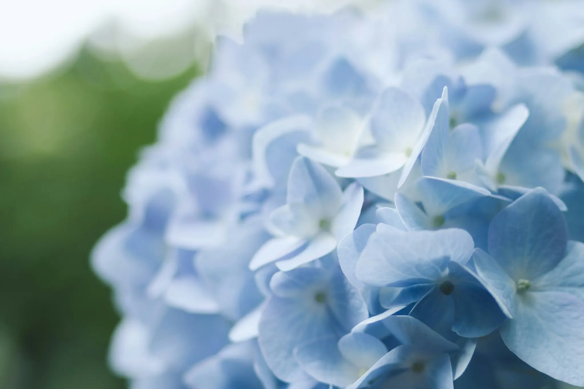 A macro close-up photo shows a cluster of light blue and white hydrangea petals with a soft, blurred green background.