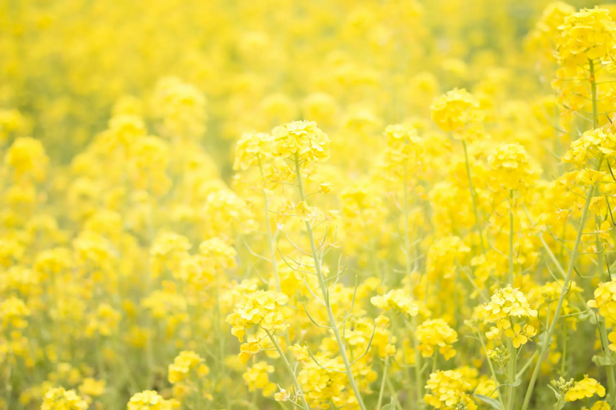 Ein lebendiges, weichgezeichnetes Bild eines Feldes voller leuchtend gelber Rapsblumen bei Tageslicht. Die Blumen im