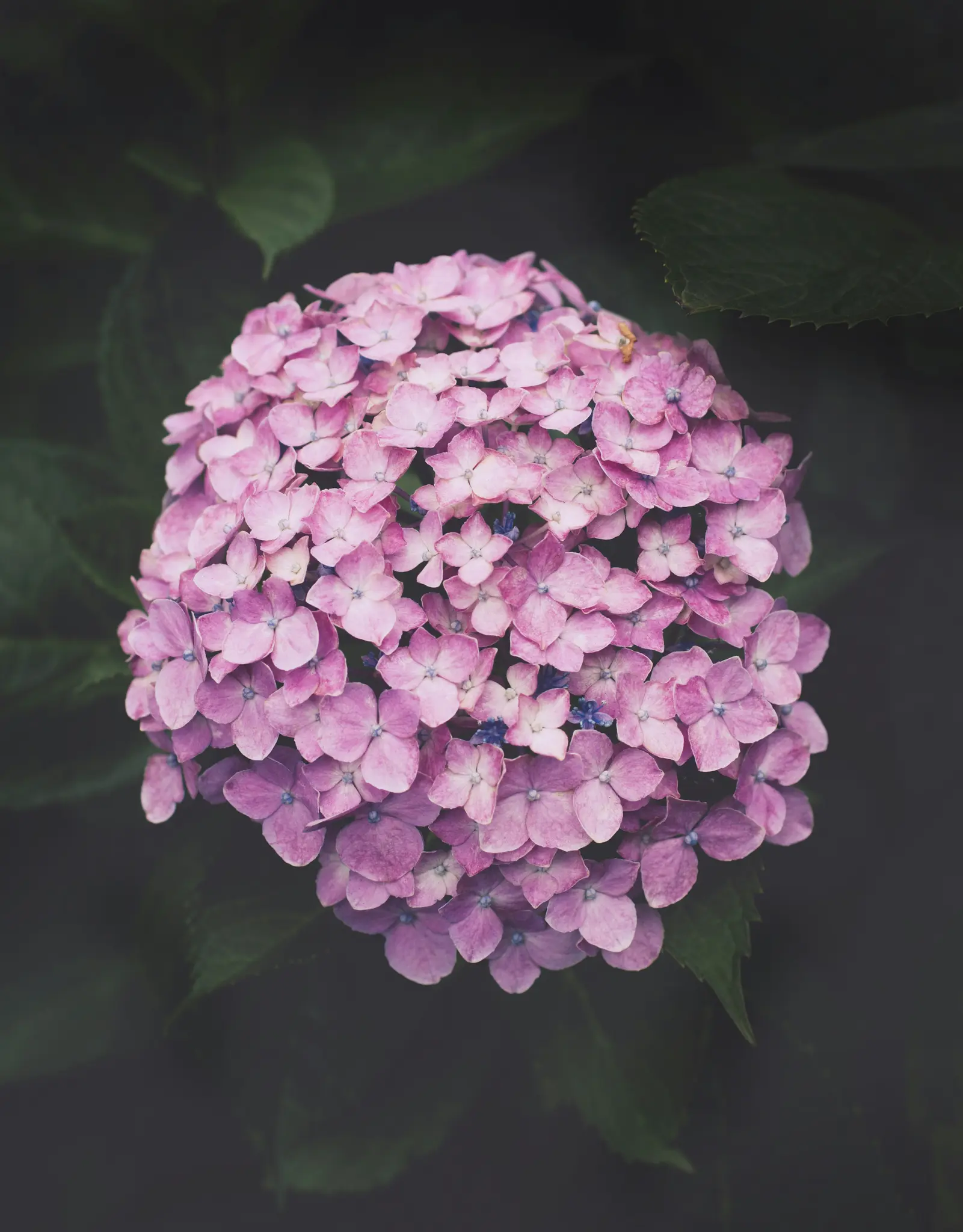 A close-up shot of a large, round cluster of pink hydrangea flowers with small blue centers, set against a dark, blurred…