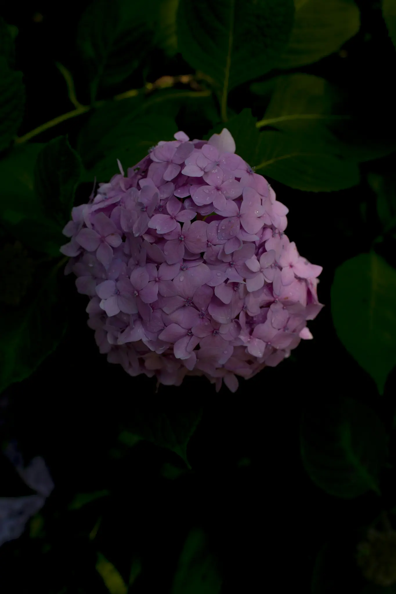 En närbild av ett levande kluster av rosa hortensia, täckt av små vattendroppar, mot en mörk, suddig grön bakgrund.