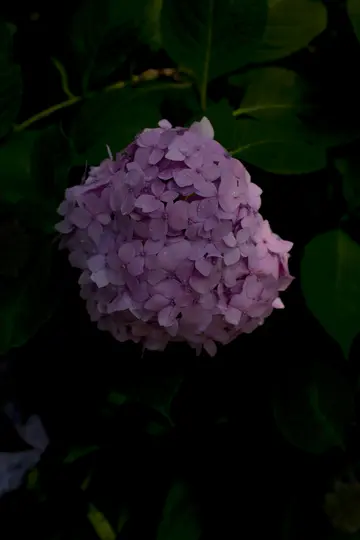 En närbild av ett levande kluster av rosa hortensia, täckt av små vattendroppar, mot en mörk, suddig grön bakgrund.