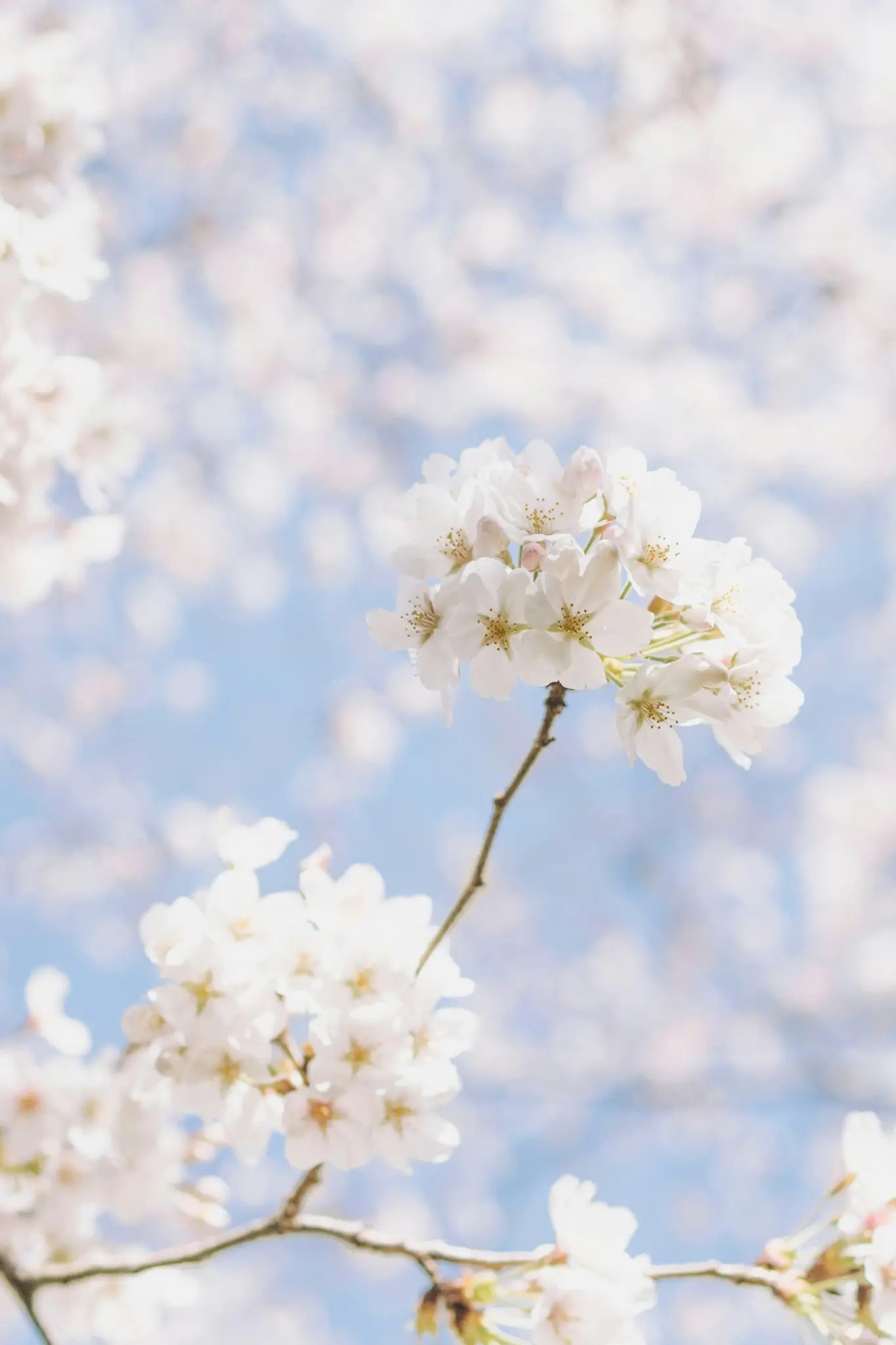 Et nærbillede af sarte hvide kirsebærblomster med gule centre på en gren, sat mod en blød, lyseblå himmel.