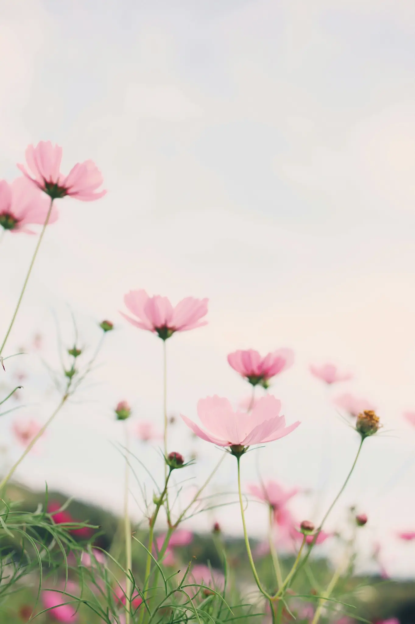 Et lavvinklet billede af talrige lyserøde kosmosblomster med grønne stilke mod en blød, bleg himmel. Blomsterne i forgrunden…
