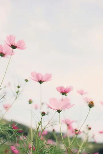 En lågvinkelbild av talrika ljusrosa kosmosblommor med gröna stjälkar mot en mjuk, blek himmel. Blommorna i förgrunden…