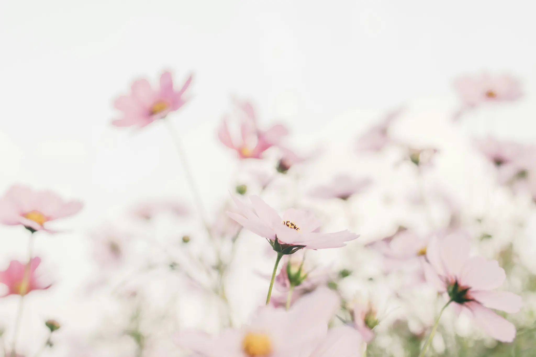 A close-up, soft-focus shot of numerous light pink cosmos flowers with yellow centers, against a bright, blurred background.