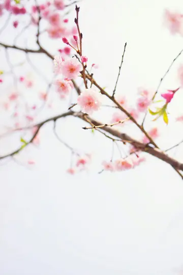 A close-up, soft-focus shot of light pink cherry blossoms and buds on brown branches against a bright, white sky.