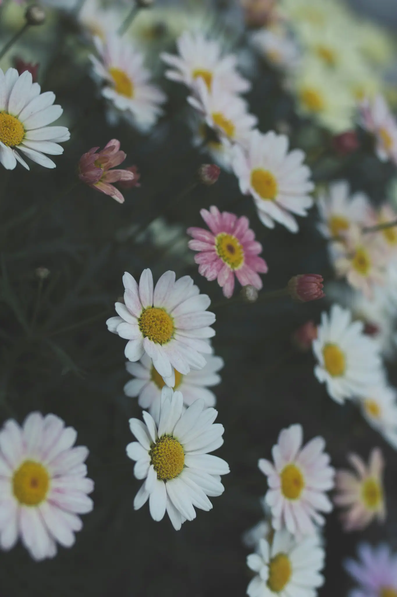 A close-up, slightly desaturated photo of numerous white and pink daisy-like flowers with yellow centers, some in bloom and…