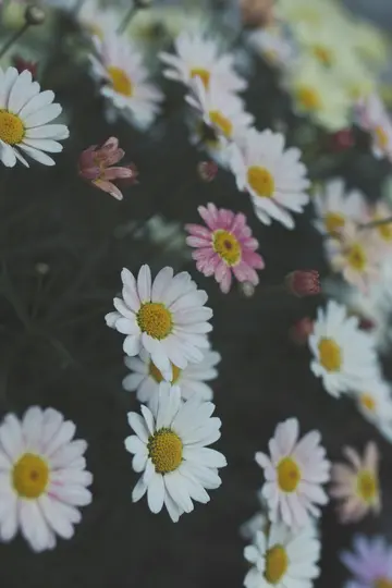 A close-up, slightly desaturated photo of numerous white and pink daisy-like flowers with yellow centers, some in bloom and…