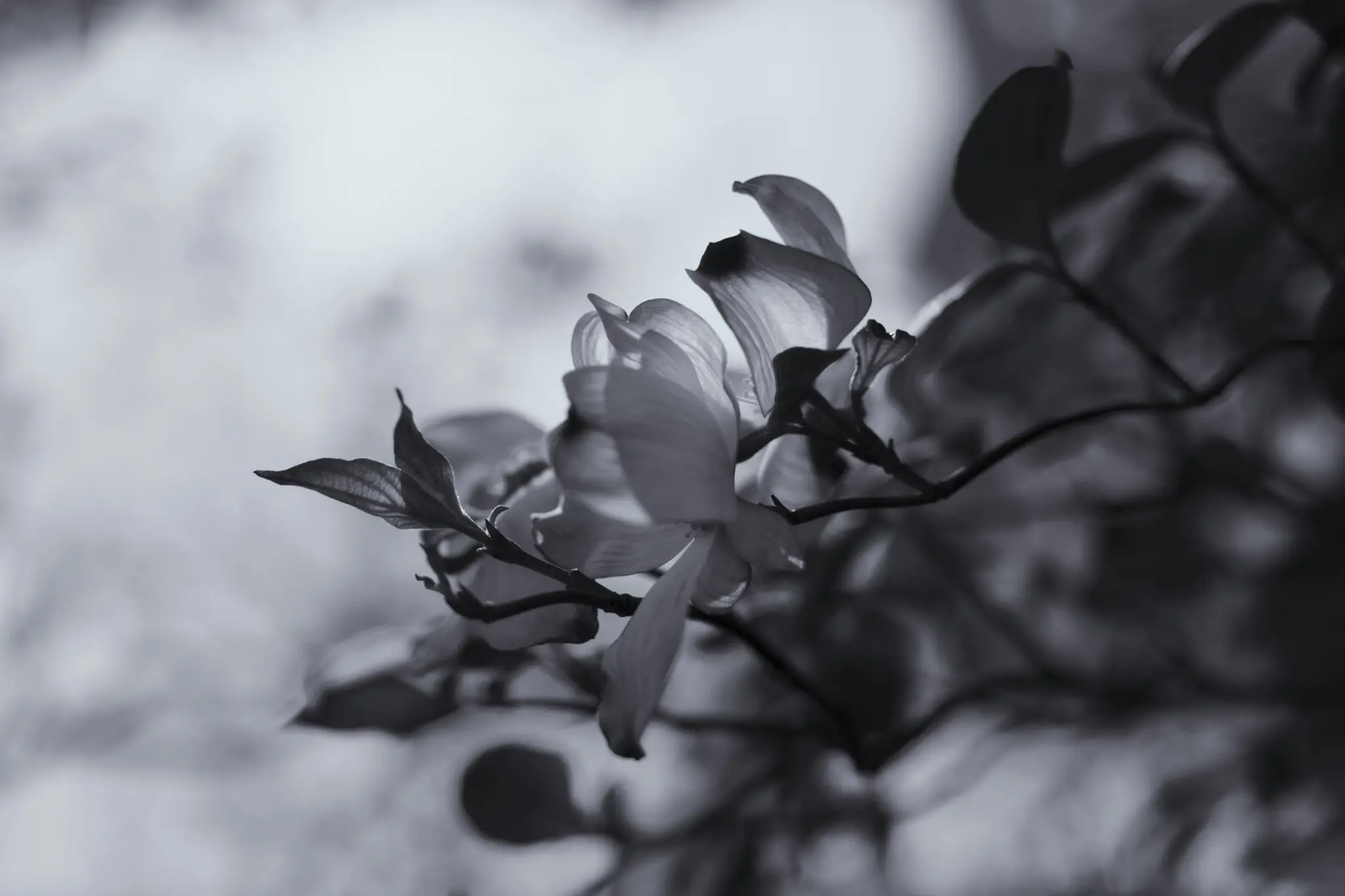 En svartvit närbild av kornellblommor och blad på en gren, med en mjuk, suddig bakgrund.