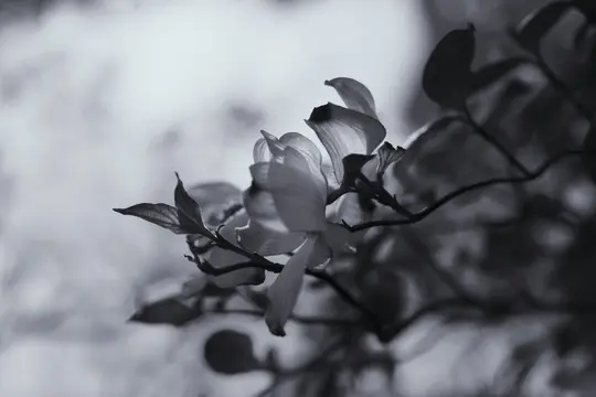 En svartvit närbild av kornellblommor och blad på en gren, med en mjuk, suddig bakgrund.