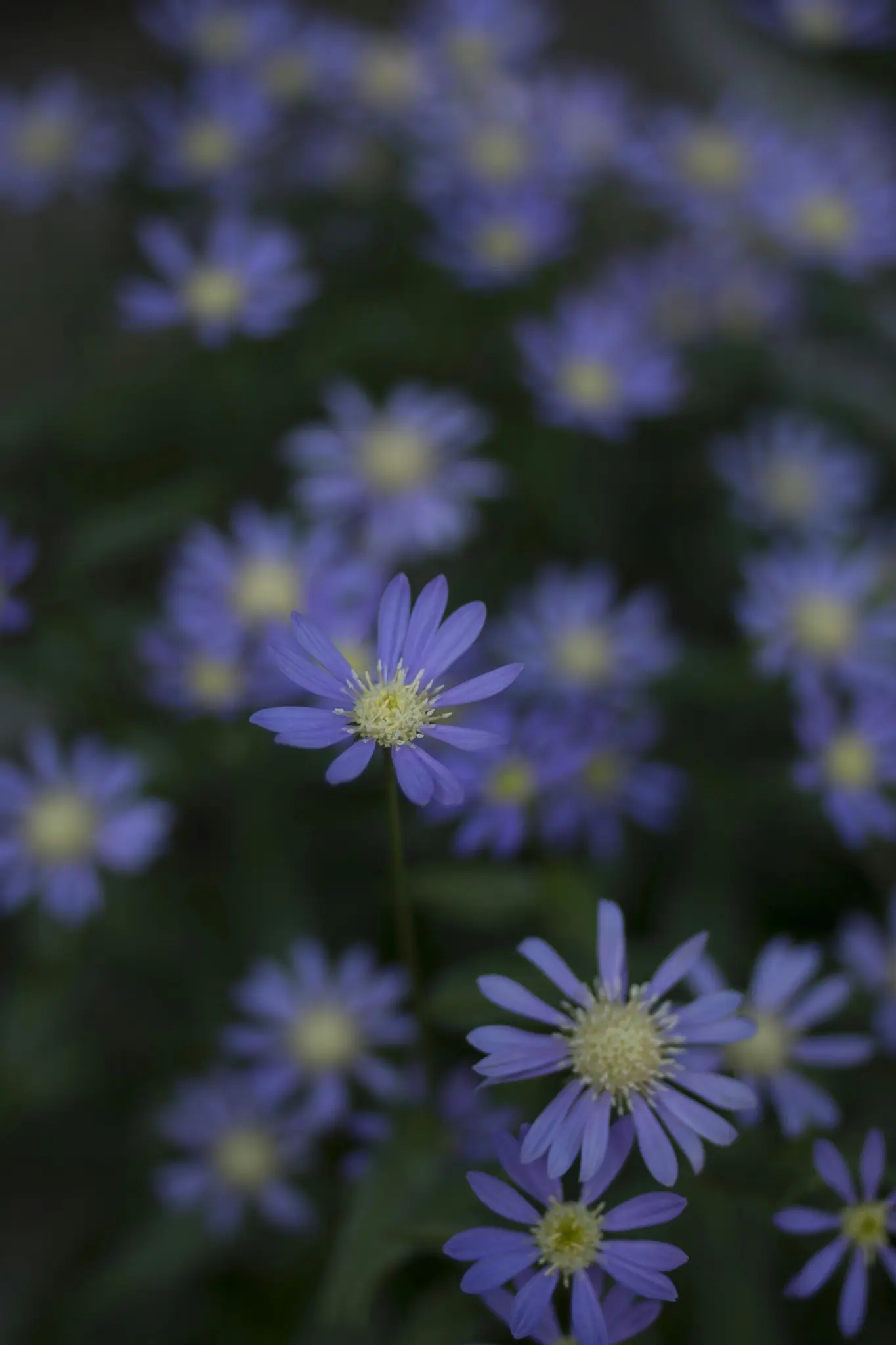 En närbild av en lila blomma med en gul mitt, omgiven av många andra suddiga lila blommor.