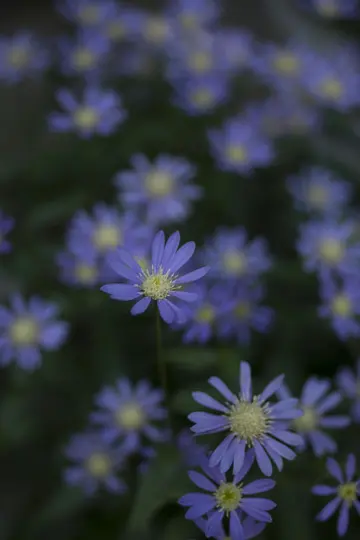 En närbild av en lila blomma med en gul mitt, omgiven av många andra suddiga lila blommor.