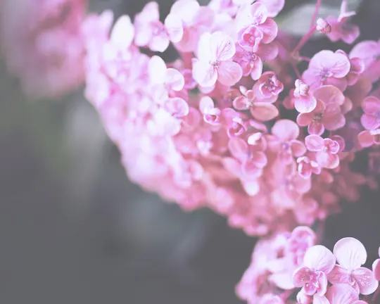 A close-up, soft-focus shot of numerous small pink hydrangea flowers against a muted, blurry grey-green background.