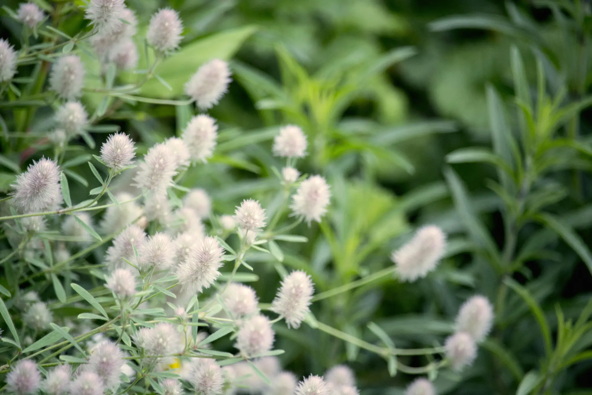 Et nærbillede af talrige små, lyserøde-hvide blomster med slanke grønne stilke og blade.
