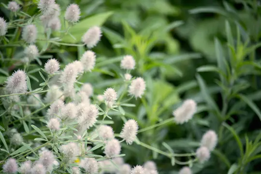 En närbild av talrika små, fluffiga, ljusrosa-vita blommor med smala gröna stjälkar och blad.