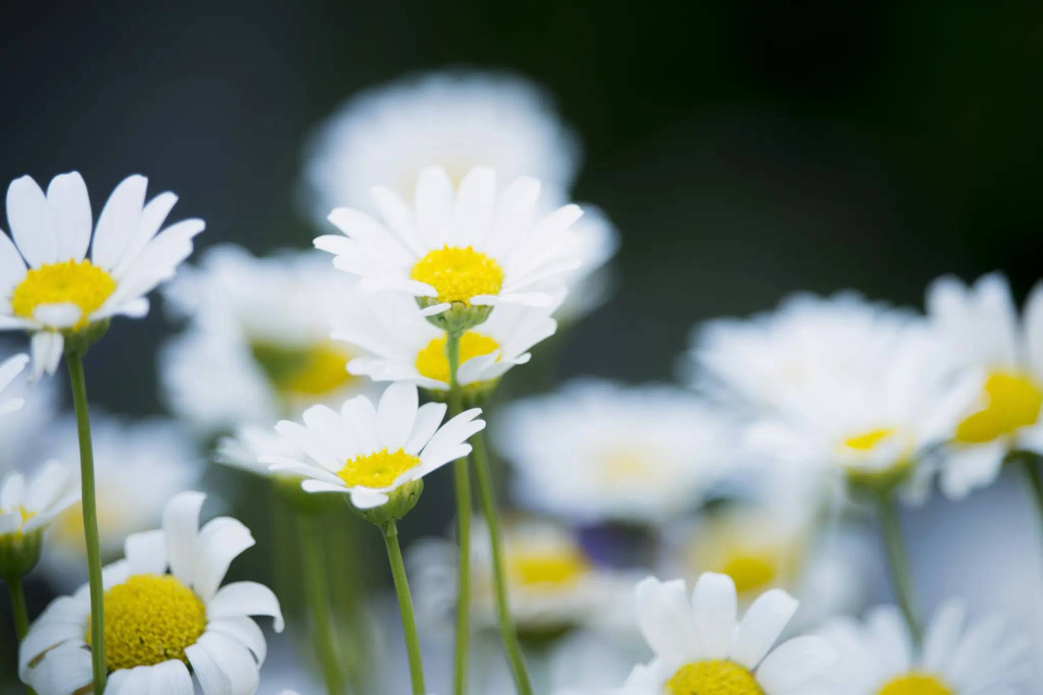 Et nærbillede af flere hvide margueritter med klare gule centre. Nogle blomster er i skarpt fokus, mens andre er…