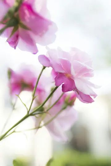 Ett närbildsfoto med mjuk fokus av flera rosa rosor på gröna stjälkar mot en ljus, suddig bakgrund.