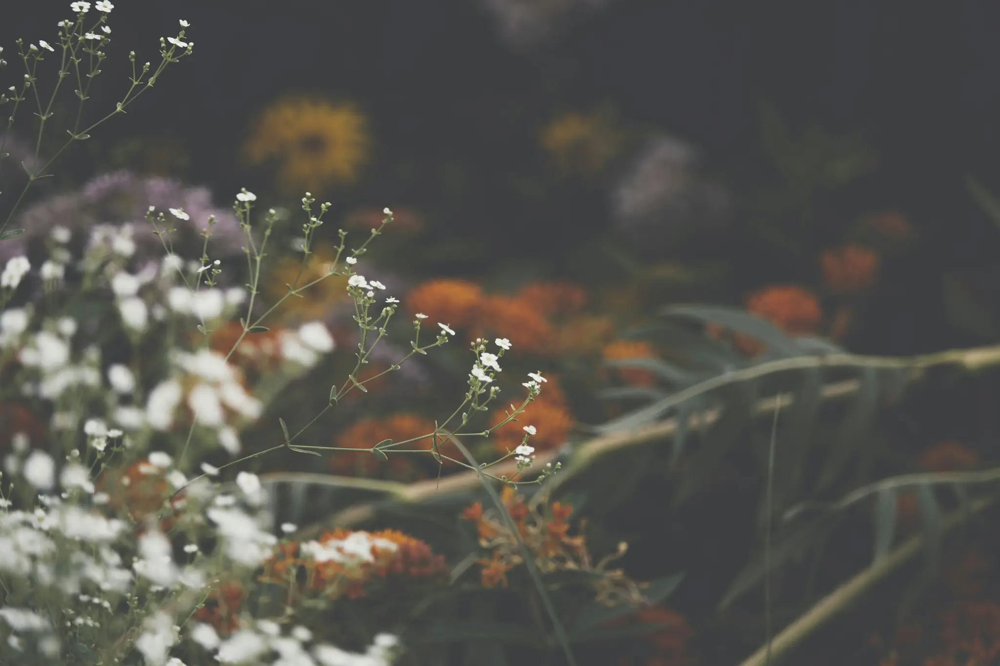 A close-up photo of delicate white flowers on thin green stems, with a soft, blurred background of orange, purple, and…