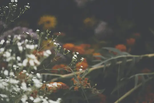 A close-up photo of delicate white flowers on thin green stems, with a soft, blurred background of orange, purple, and…