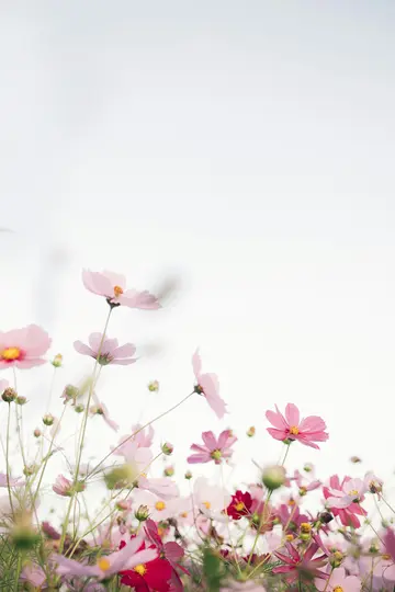 En bild från låg vinkel av ett fält med kosmosblommor. Blommorna har olika nyanser av rosa och rött med gröna stjälkar.