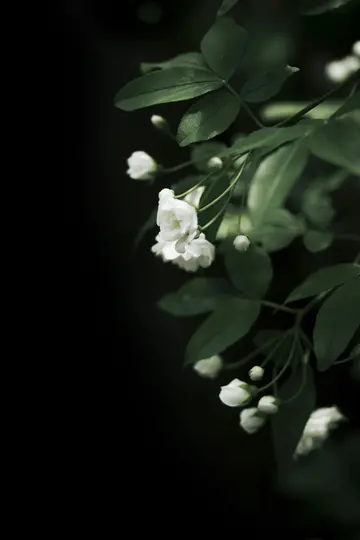 En närbild av små vita blommor och gröna blad mot en mörk, suddig bakgrund.