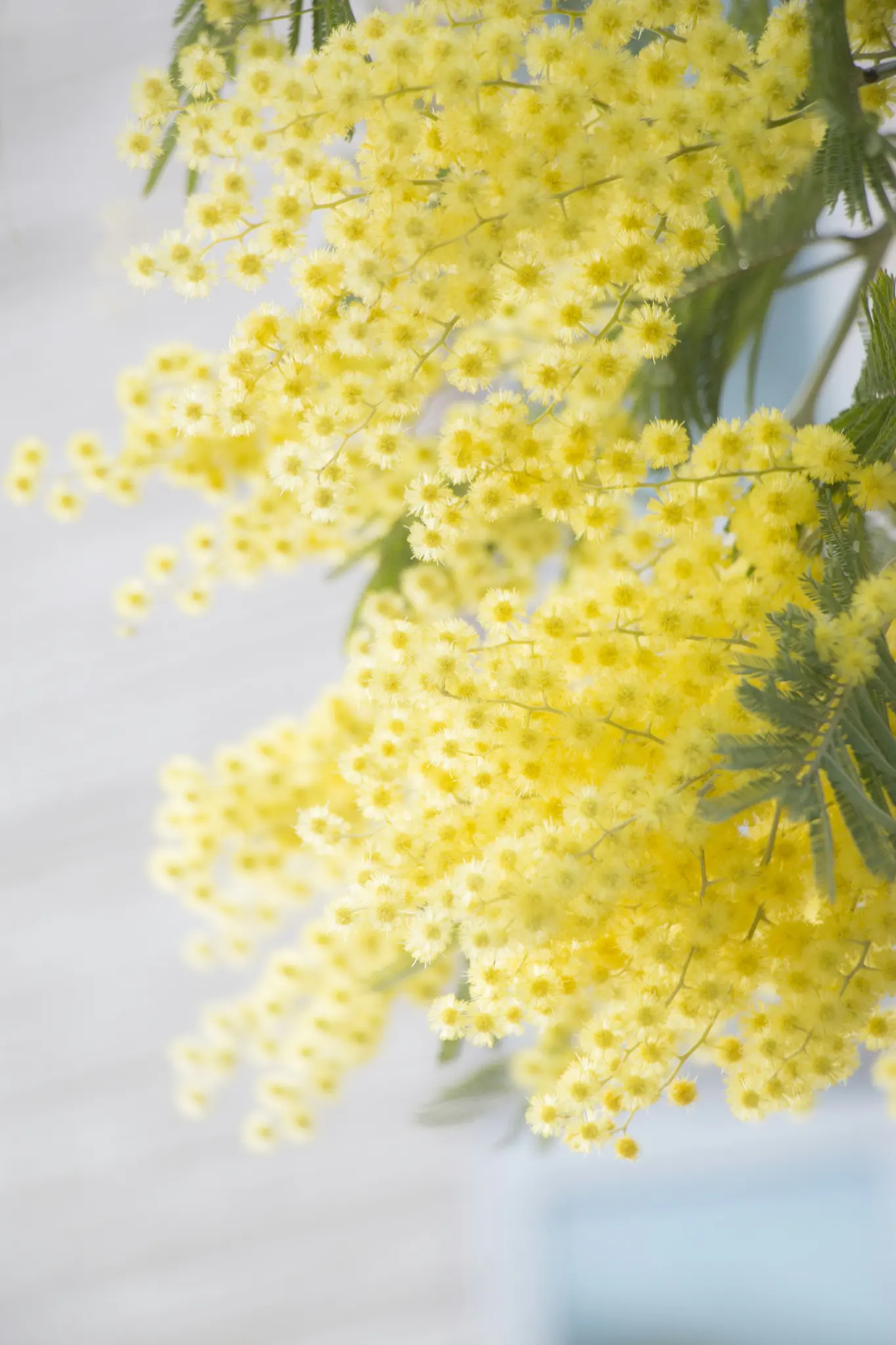 A close-up shot of numerous small, fluffy yellow mimosa flowers on green stems, against a soft, blurred light background.