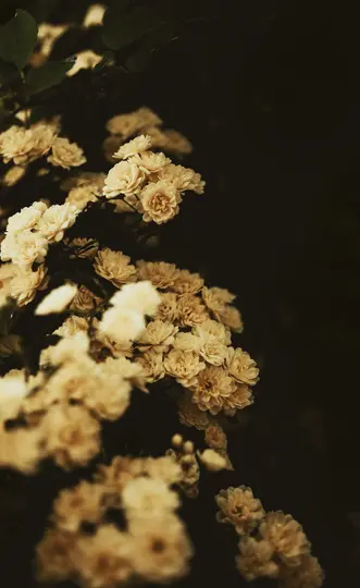 En närbild av många små, blekgula rosor med mörkgröna blad, mot en djup, mörk bakgrund.