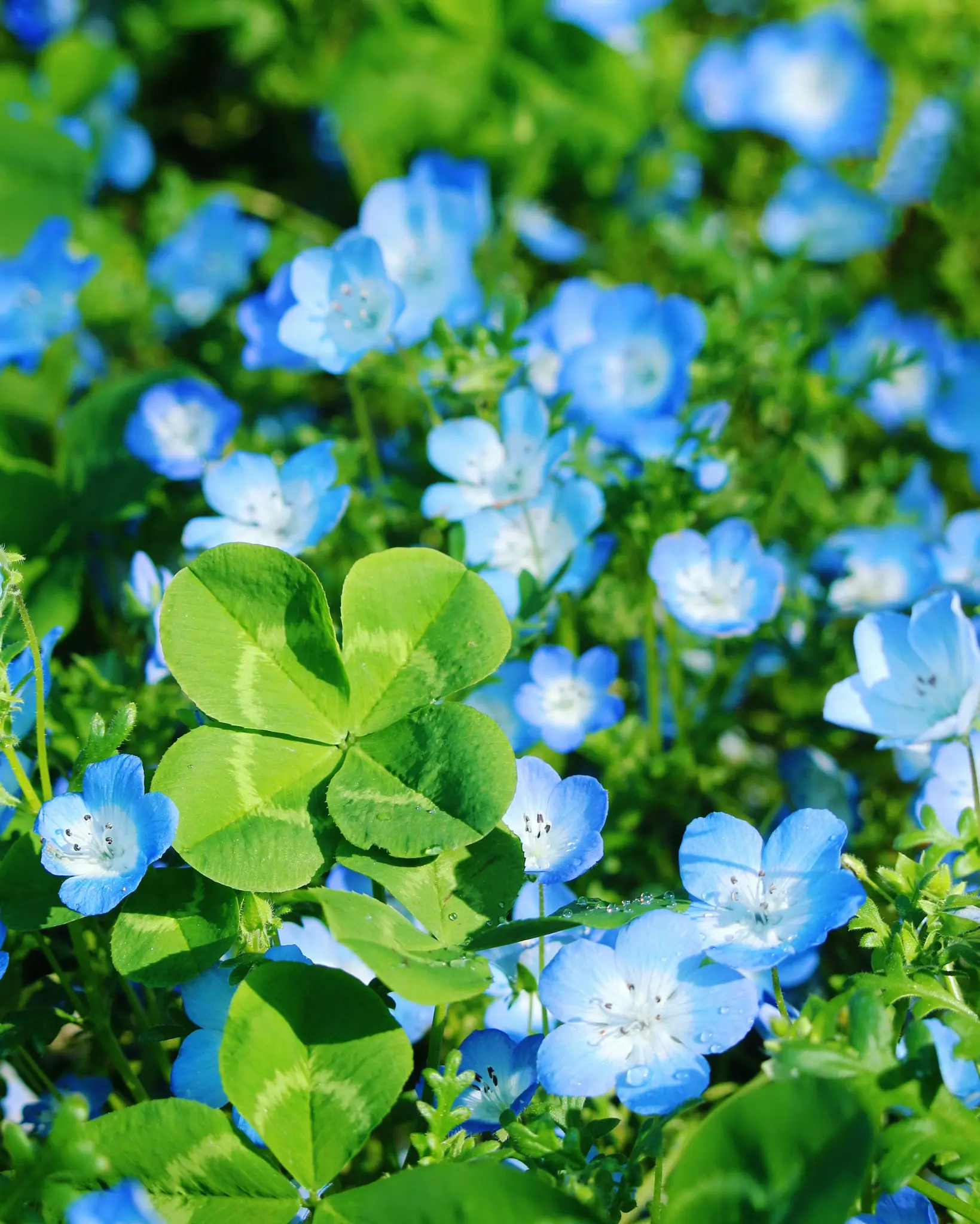 A vibrant close-up shows a large four-leaf clover surrounded by numerous small blue flowers with white centers.