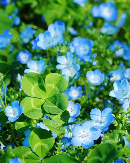 A vibrant close-up shows a large four-leaf clover surrounded by numerous small blue flowers with white centers.