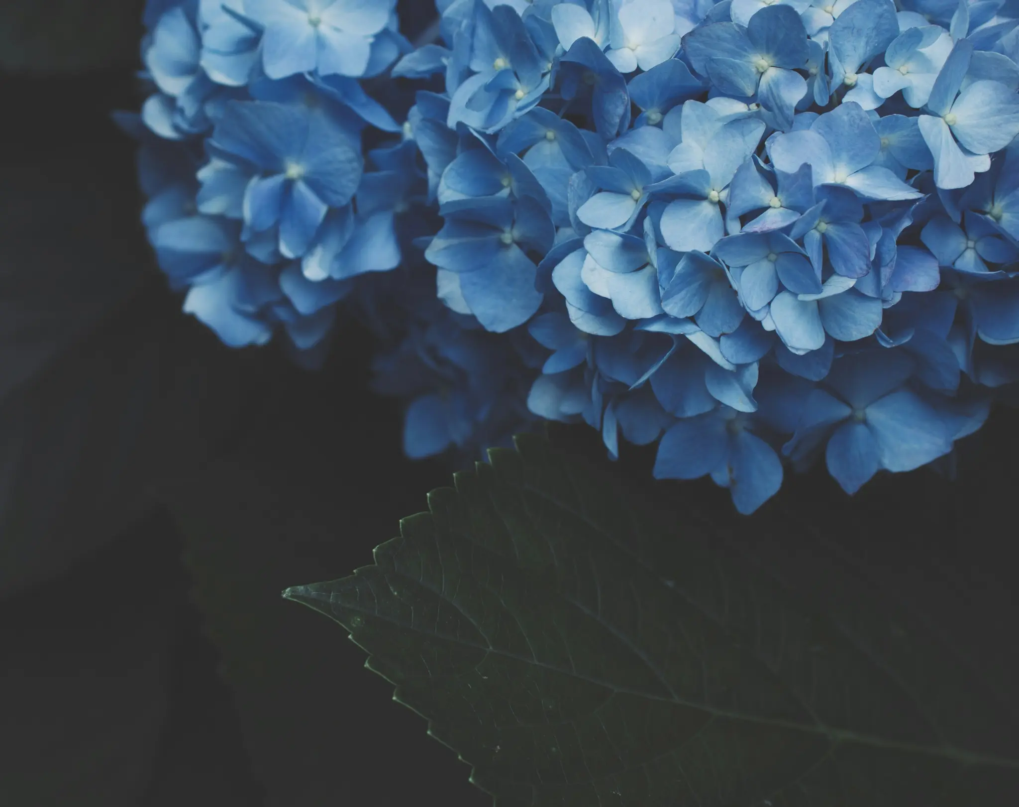 En närbild av livliga blåa hortensia blommor som fyller det övre högra hörnet, med ett mörkgrönt blad längst ner till höger.
