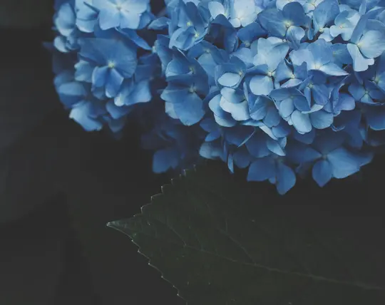 En närbild av livliga blåa hortensia blommor som fyller det övre högra hörnet, med ett mörkgrönt blad längst ner till höger.