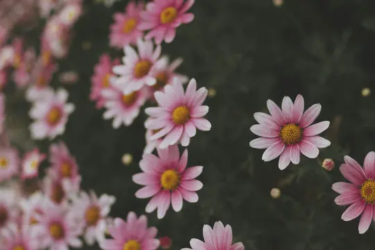 En närbild av många rosa och vita prästkragsliknande blommor med gula mittar mot en mörkgrön, suddig bakgrund.