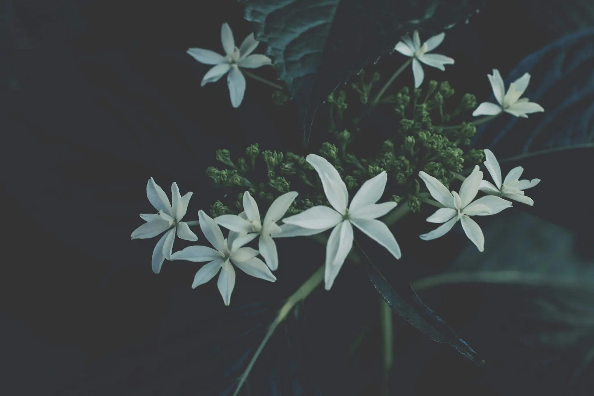A close-up shot of white, star-shaped flowers with five petals, surrounded by small green buds and dark leaves.
