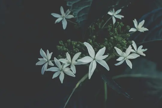 A close-up shot of white, star-shaped flowers with five petals, surrounded by small green buds and dark leaves.