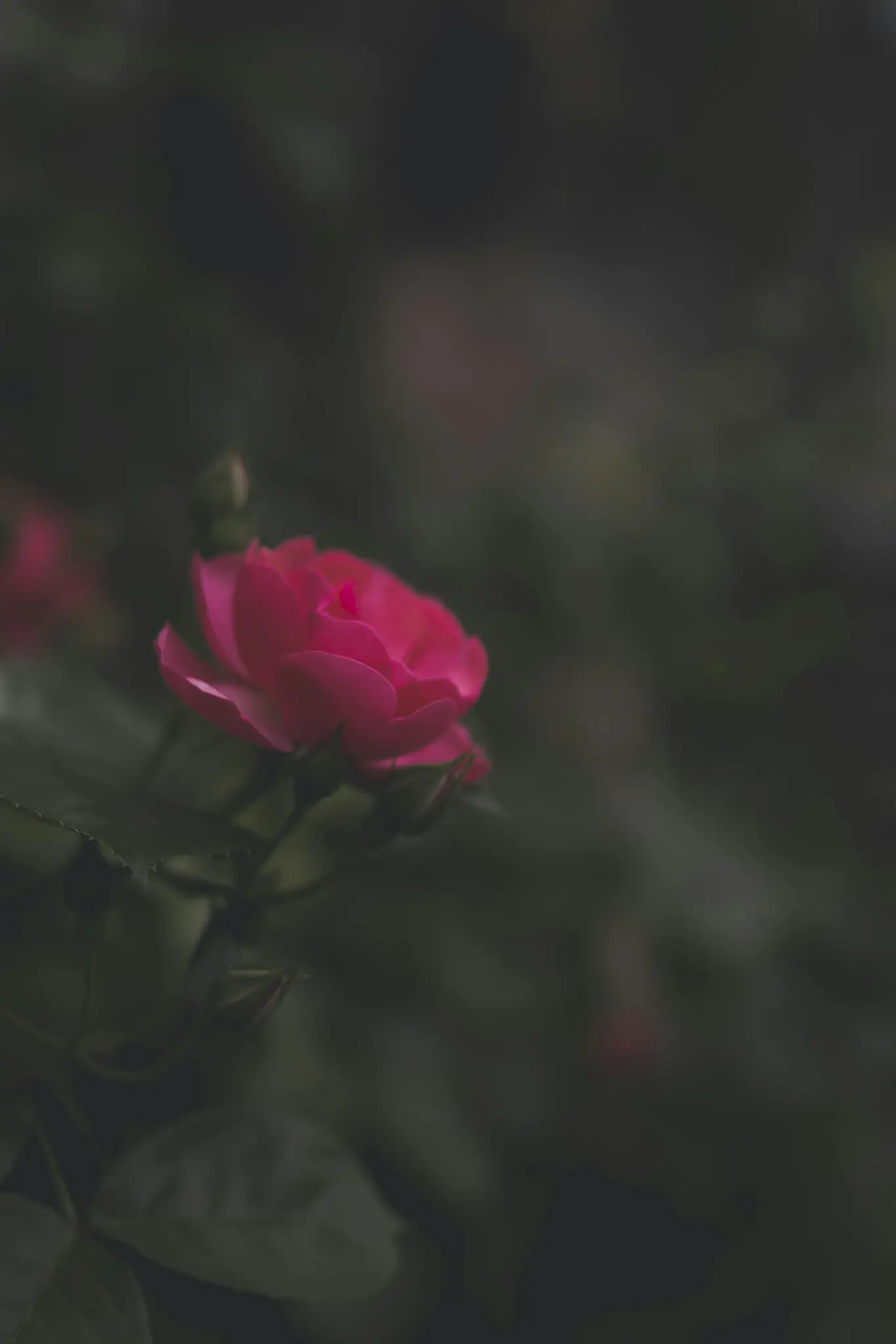 A close-up shot of a single bright pink rose, with several smaller rosebuds, against a dark, out-of-focus green background.