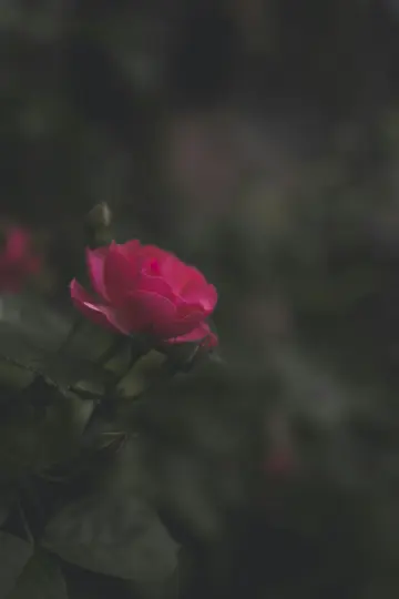 A close-up shot of a single bright pink rose, with several smaller rosebuds, against a dark, out-of-focus green background.
