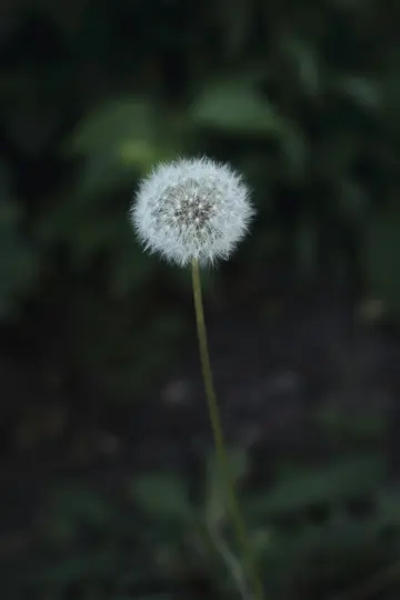 Närbild, en vertikal bild av ett fluffigt vitt maskrosfrö med en smal grön stjälk mot en mörk, suddig grön bakgrund