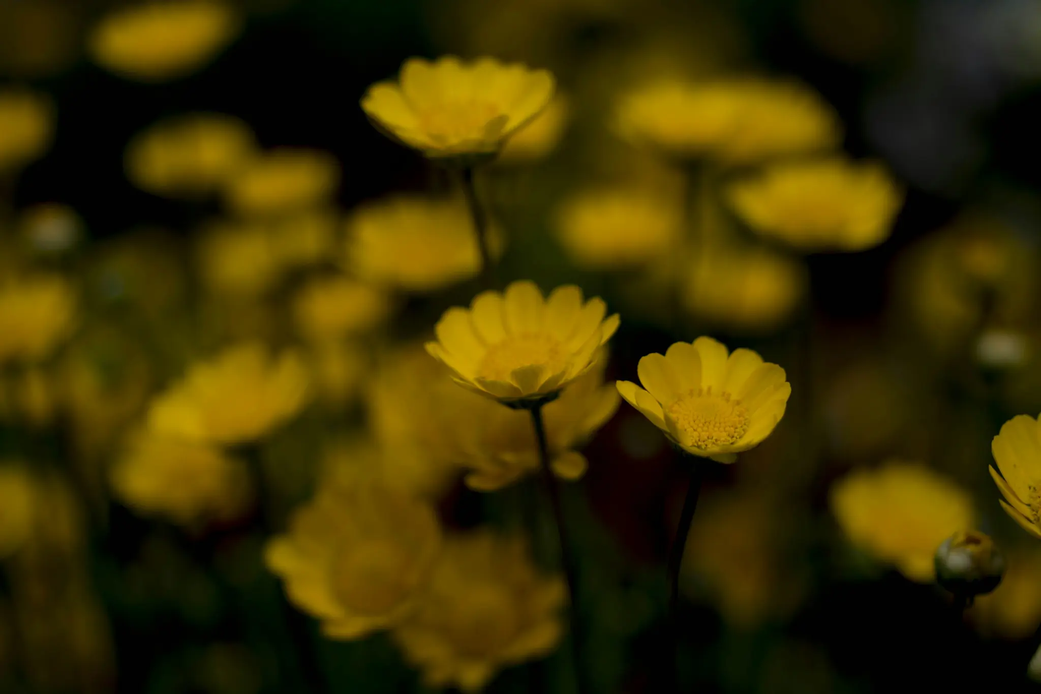 A close-up photo of numerous small yellow flowers with dark green stems and leaves, set against a blurred dark background.