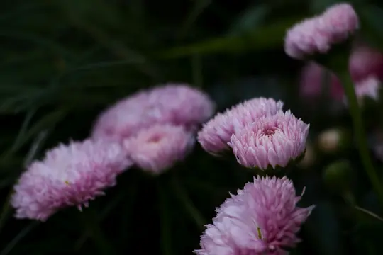 En närbild av flera rosa prästkrage-liknande blommor med volangkantade kronblad mot en mörkgrön, suddig bakgrund.