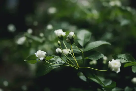 A close-up shot of white rosebuds and small white roses on a branch with dark green leaves, against a blurred dark…