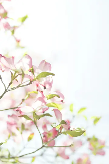 En närbild av mjuka rosa kornellblommor och gröna blad på grenar mot en ljus, suddig bakgrund.