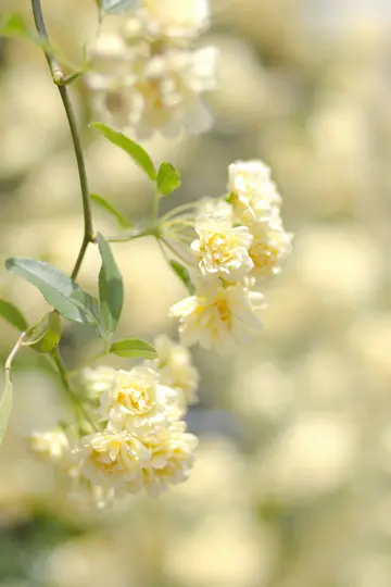 En närbild av delikata ljusgula blommor som blommar i klasar på en grön vinranka, med en mjuk, suddig bakgrund.