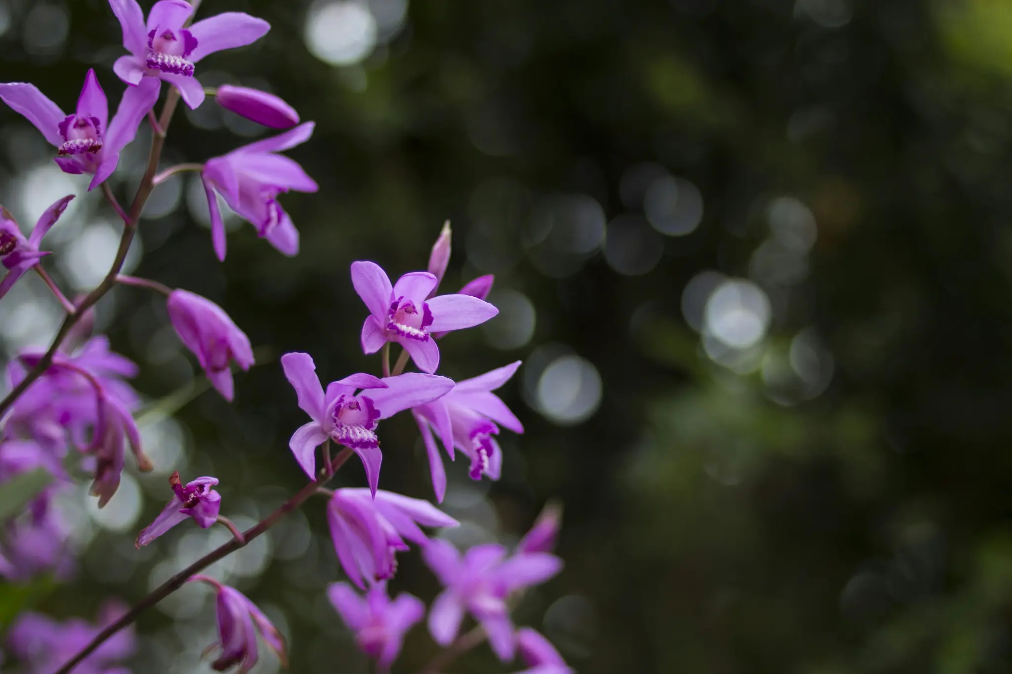 En närbild visar flera livfulla lila orkidéblommor med delikata kronblad och vita centra på en stjälk. Bakgrunden är…