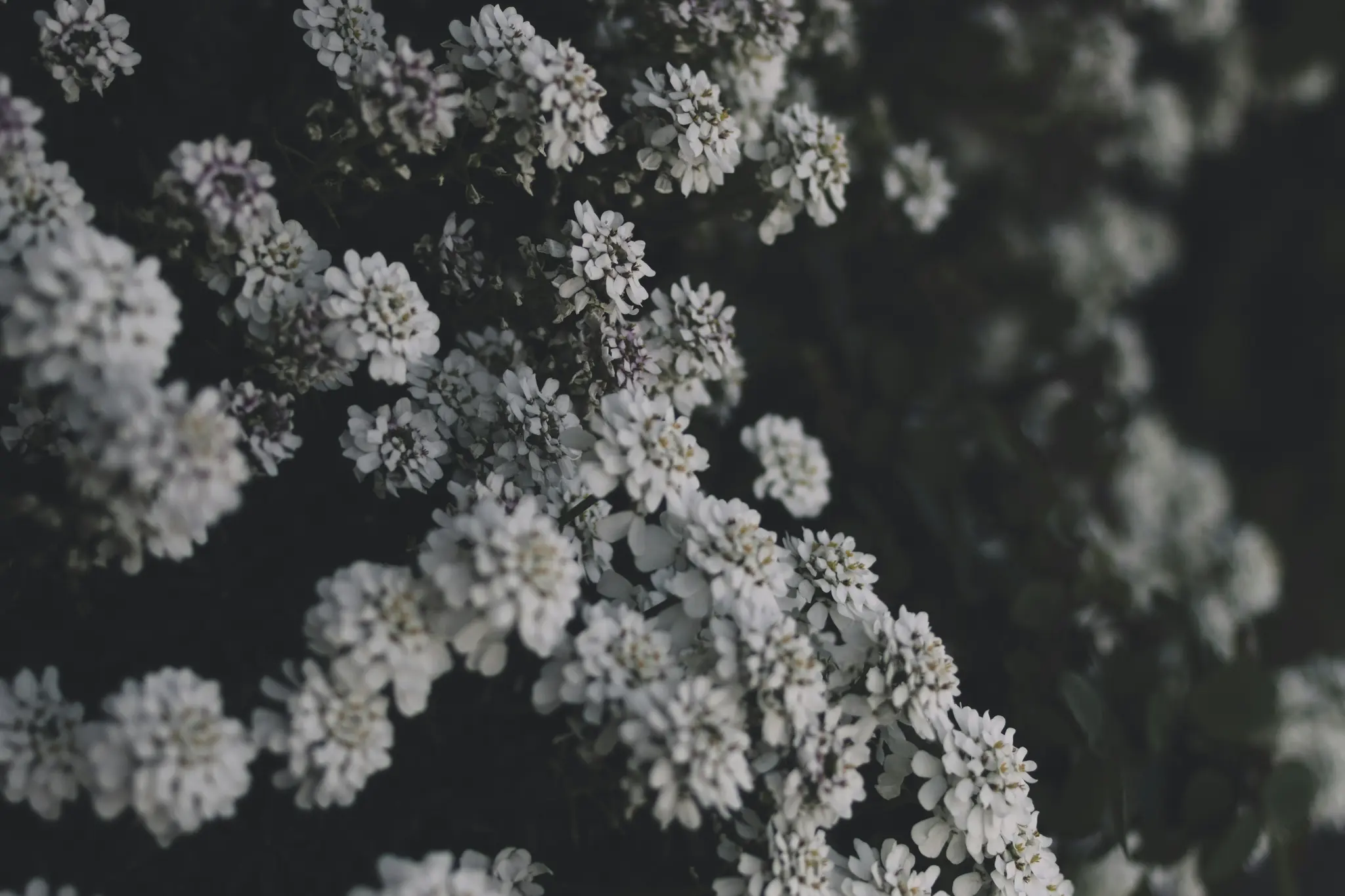 A close-up shot of numerous small white flowers with tiny purple centers, densely packed against a dark, blurred background.