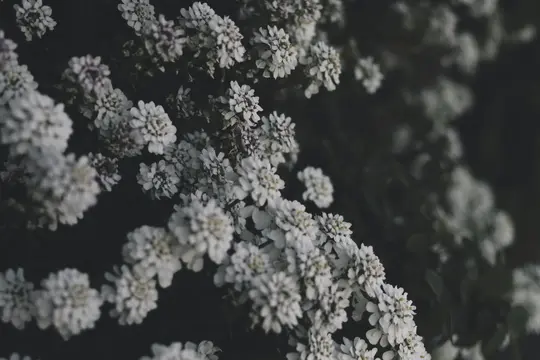 A close-up shot of numerous small white flowers with tiny purple centers, densely packed against a dark, blurred background.
