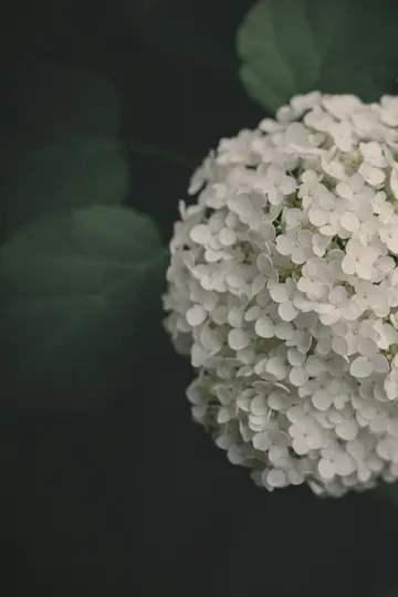 A close-up, vertical shot of a white hydrangea flower head, densely packed with small blossoms, against a dark green…