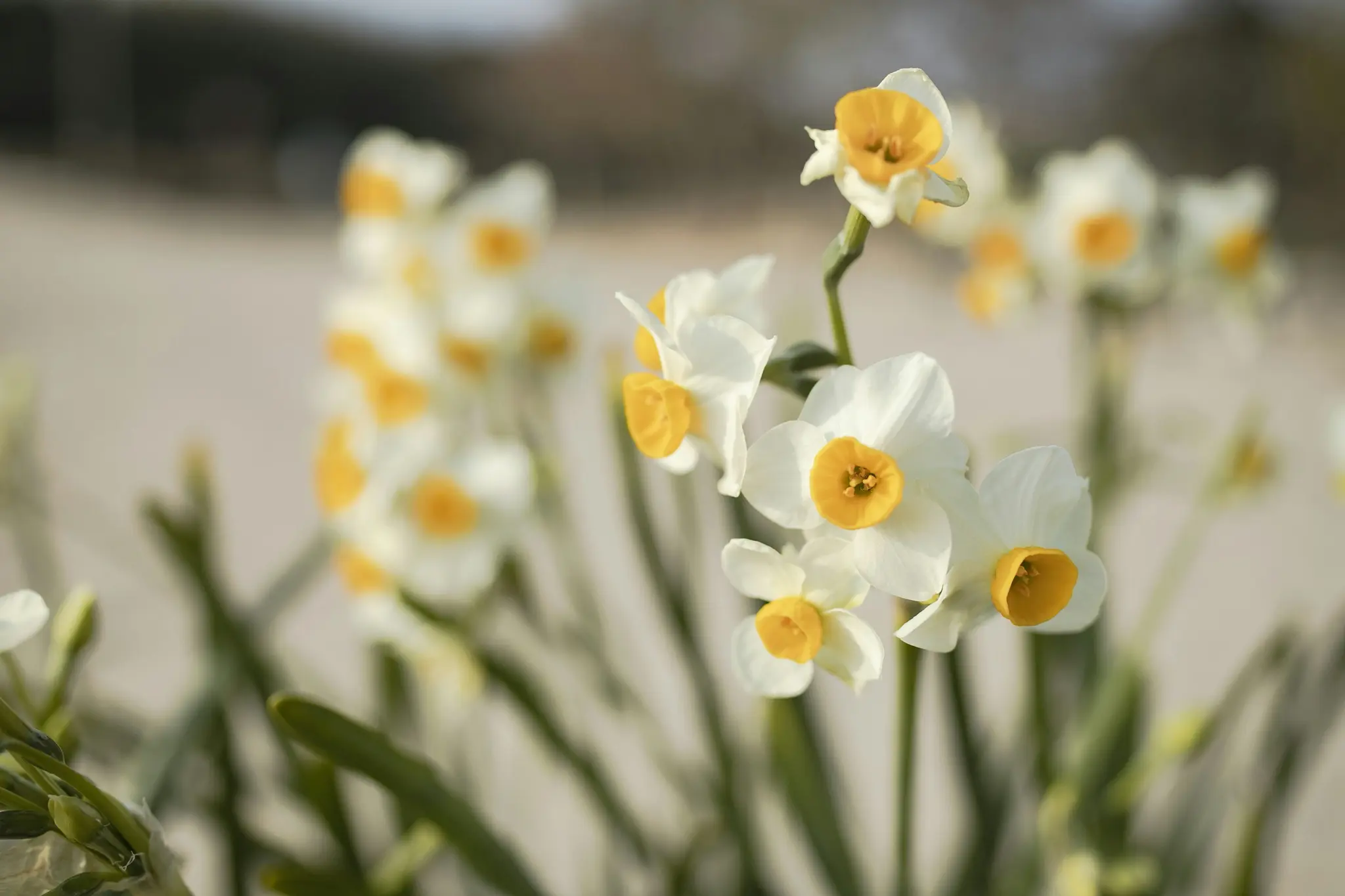 A close-up, soft-focus shot of white daffodils with bright yellow centers and green stems, against a blurred light…