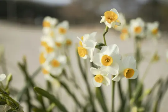 A close-up, soft-focus shot of white daffodils with bright yellow centers and green stems, against a blurred light…