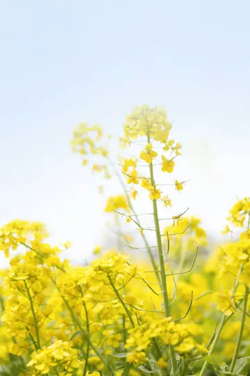 En levande närbild av gula rapsblommor som fyller de nedre två tredjedelarna av ramen, med en mjuk blå himmel ovanför.
