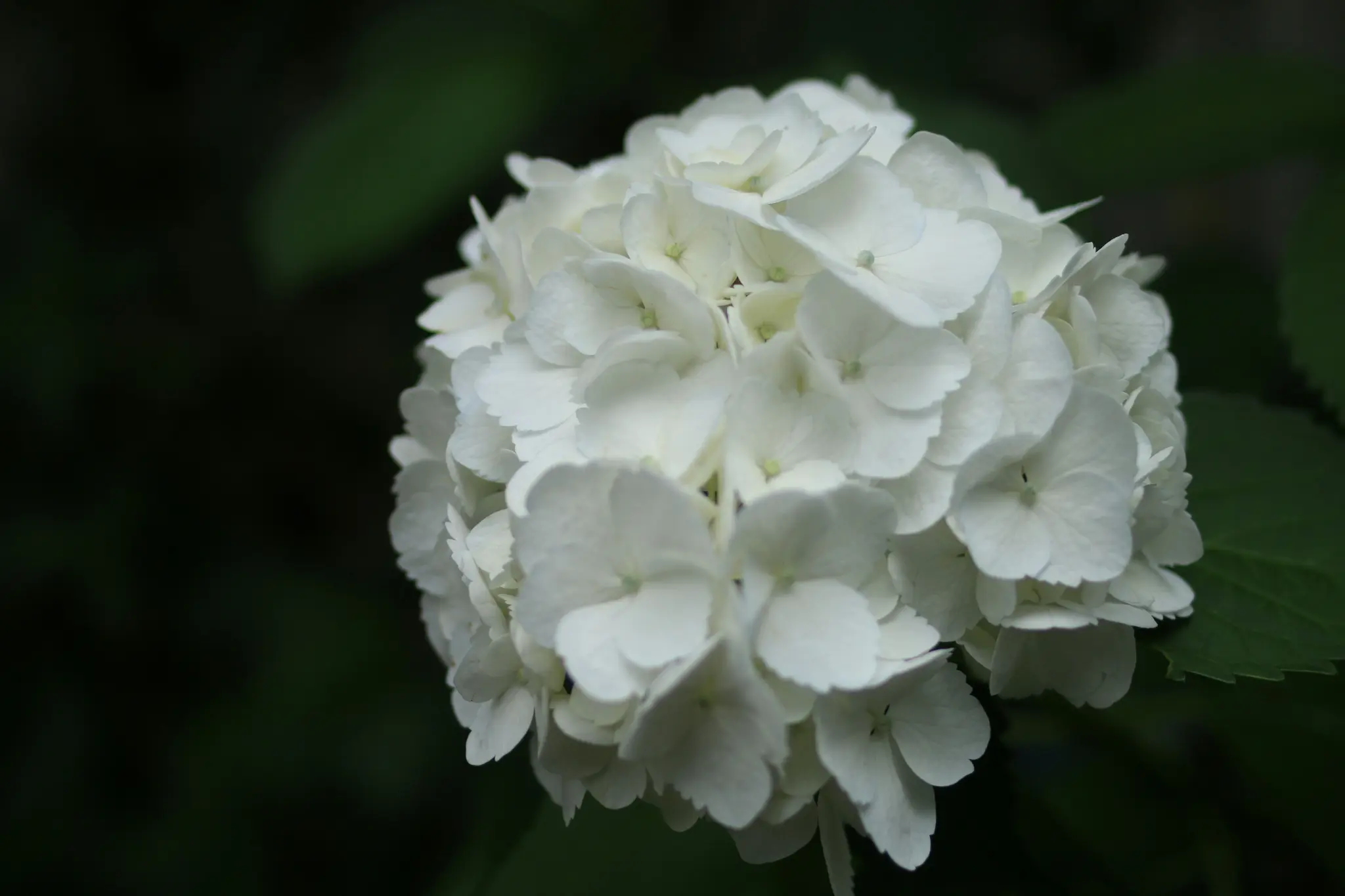 En detaljerad närbild av en klotformad vit hortensia-blomma, med många små kronblad, mot en mörkgrön suddig bakgrund.
